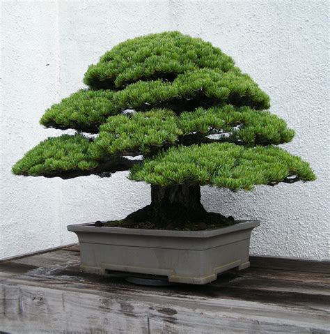 Pine Bonsai Trees for sale .